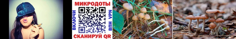 shop какой сайт Менделеевск Псилоцибиновые грибы MAGIC MUSHROOMS